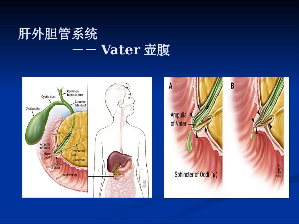 【医学课件】胆道胰腺疾病PPT_第9页