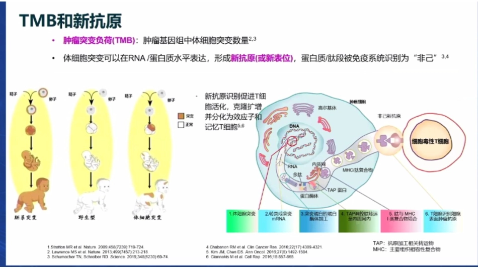 胃癌免疫治疗分子标志物之MSI-H和TMB_第15页
