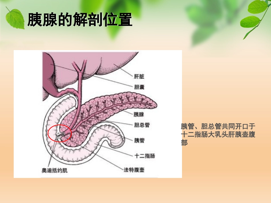 急性胰腺炎_第4页
