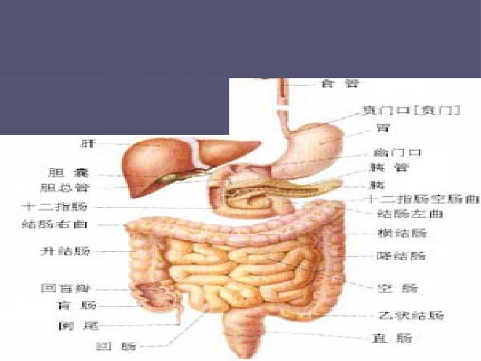《内科学》——消化系统总论ppt课件_第3页