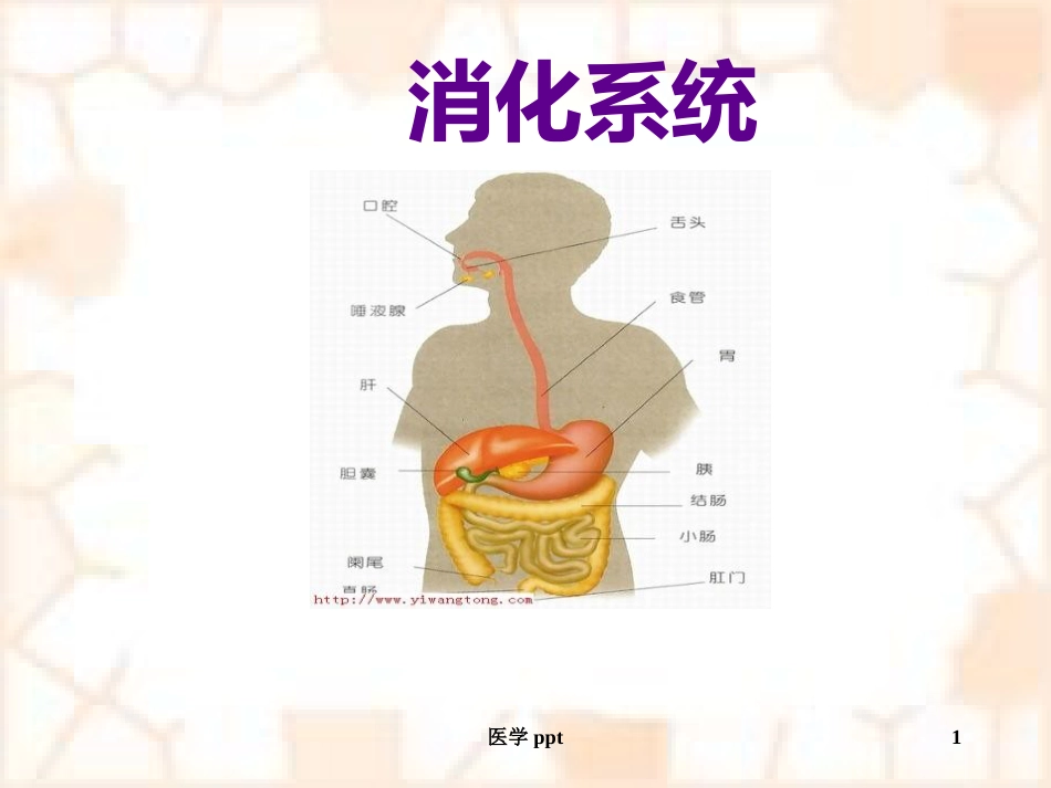 消化系统疾病概述及常用药物_第1页