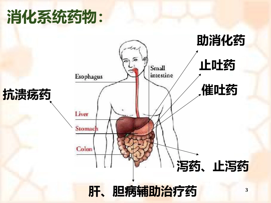 消化系统疾病概述及常用药物_第3页