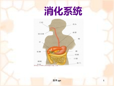 消化系统疾病概述及常用药物