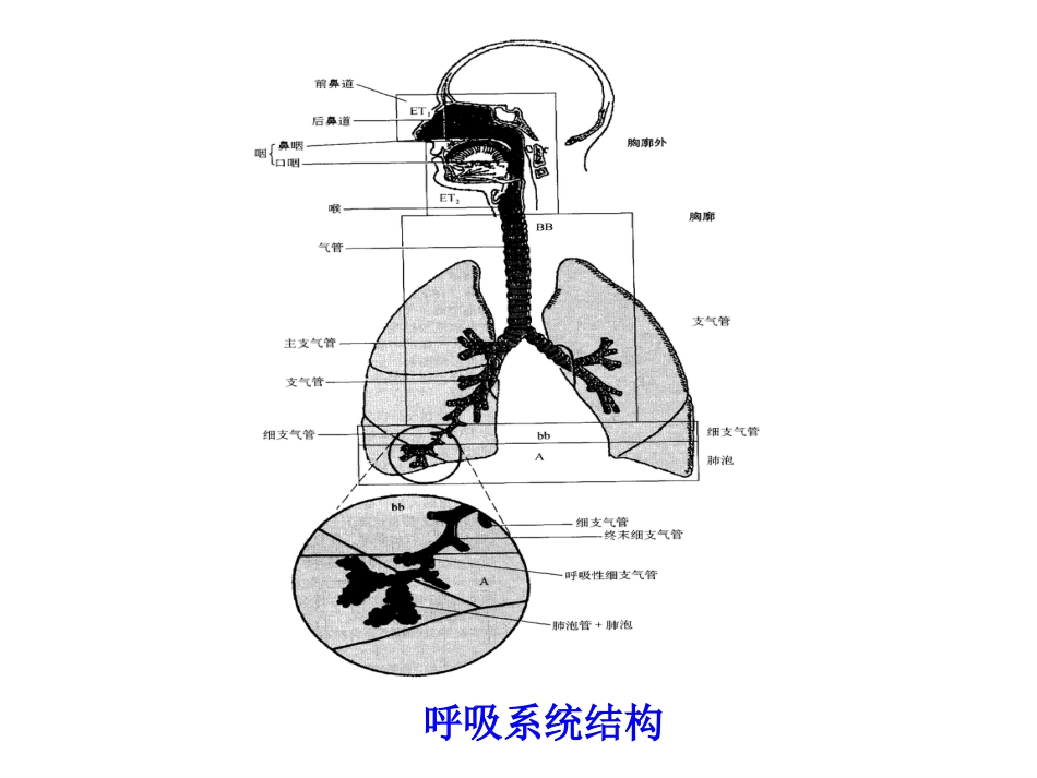 药物对呼吸系统的毒性作用PPT课件_第3页