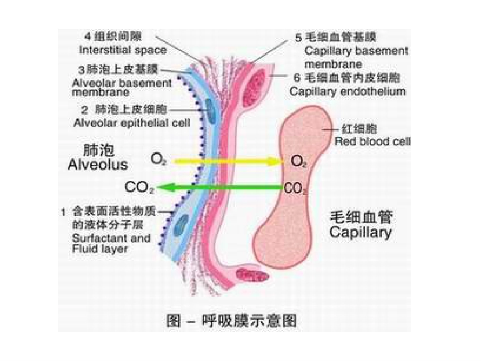 药物对呼吸系统的毒性作用PPT课件_第6页