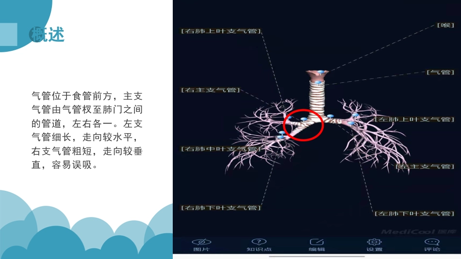 呼吸道疾病抗菌药物的选择_第6页