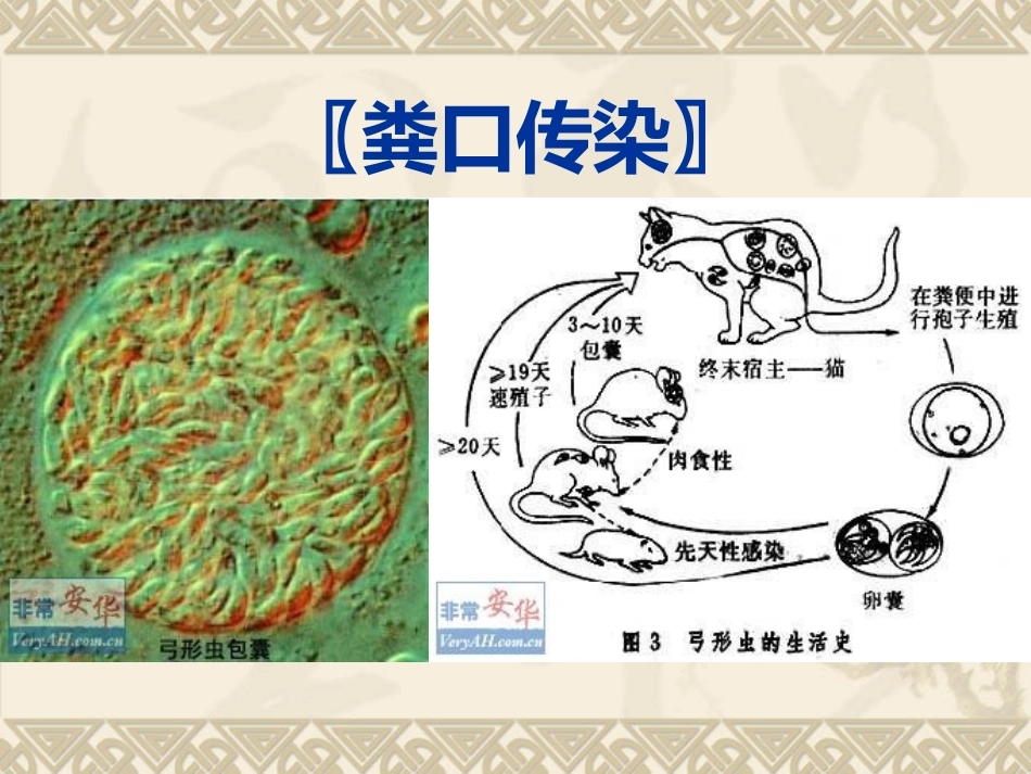 常见呼吸道传染病的防治_第7页