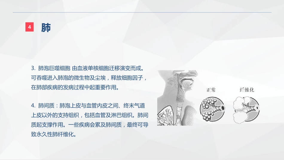 呼吸系统的结构功能与疾病关系_第10页