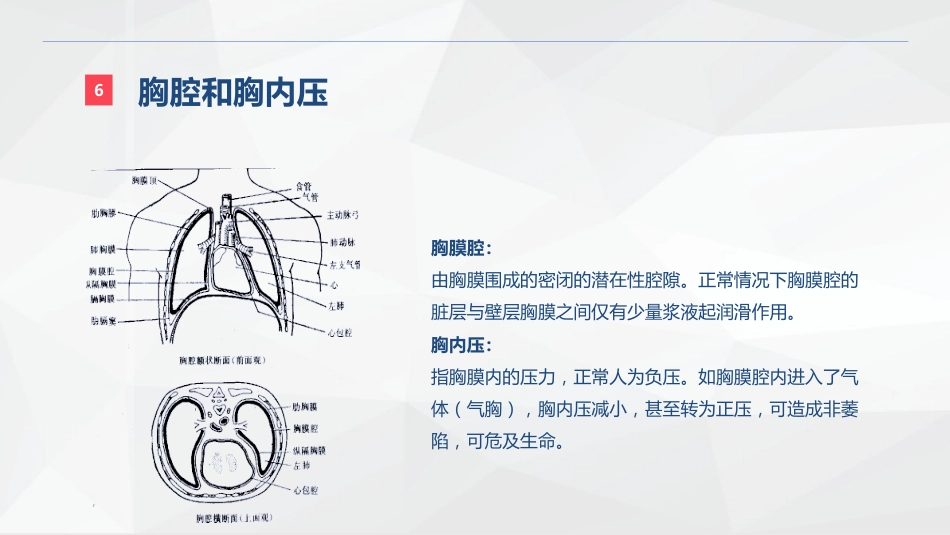 呼吸系统的结构功能与疾病关系_第12页