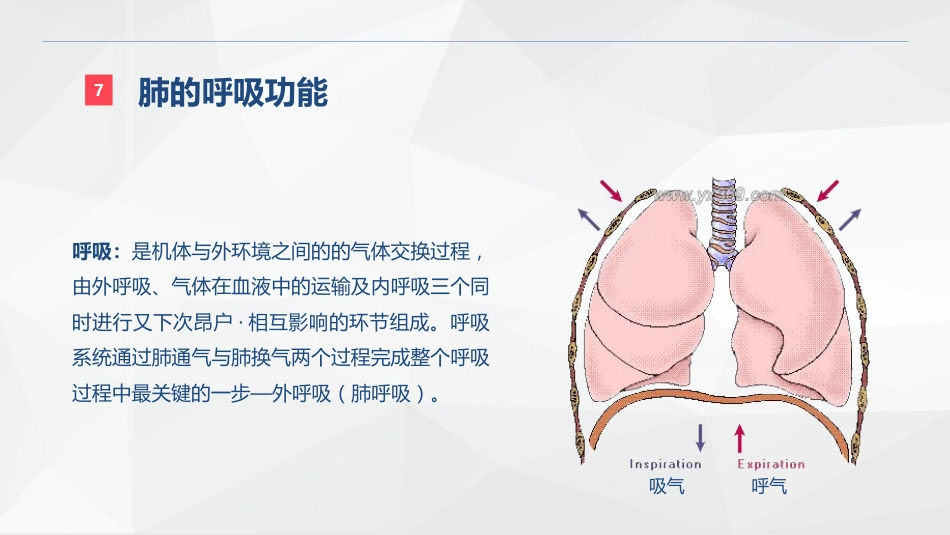 呼吸系统的结构功能与疾病关系_第13页