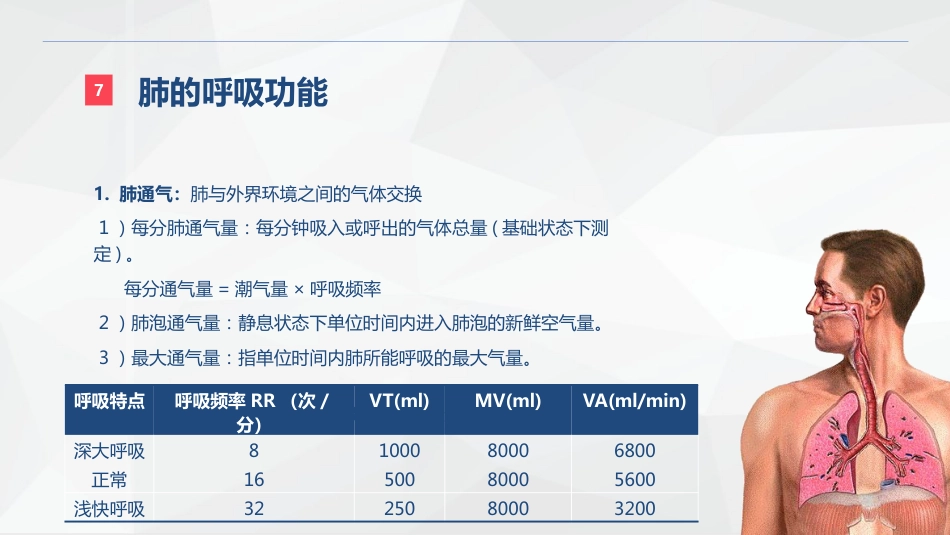 呼吸系统的结构功能与疾病关系_第14页