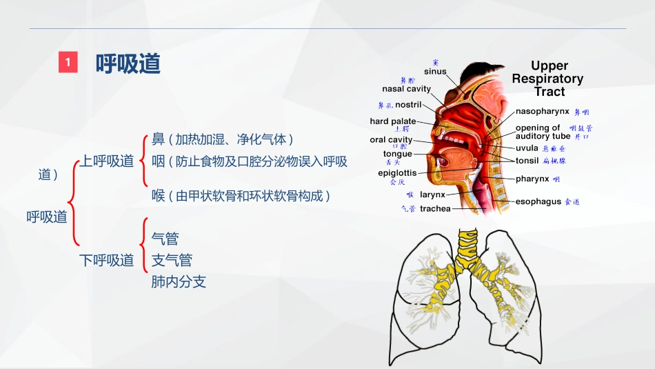 呼吸系统的结构功能与疾病关系_第4页