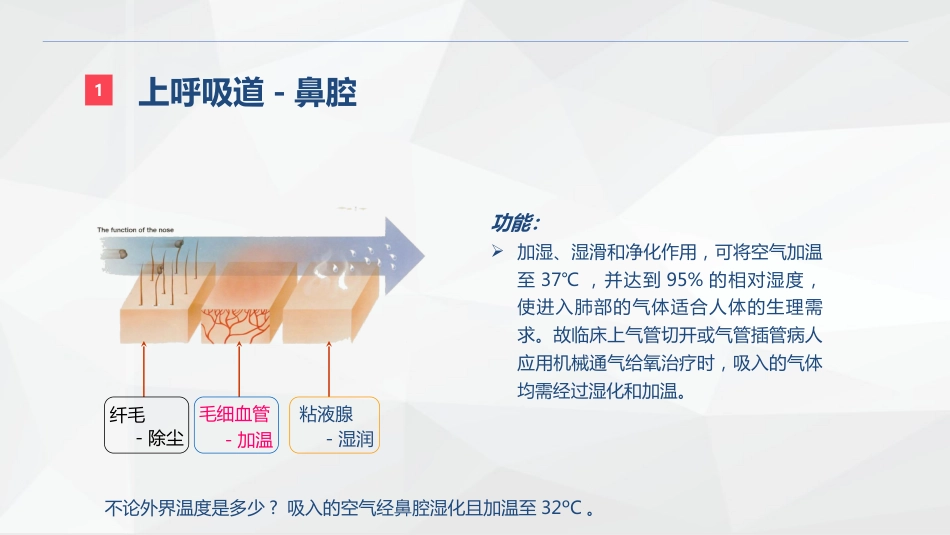 呼吸系统的结构功能与疾病关系_第5页