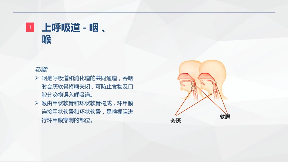 呼吸系统的结构功能与疾病关系_第6页