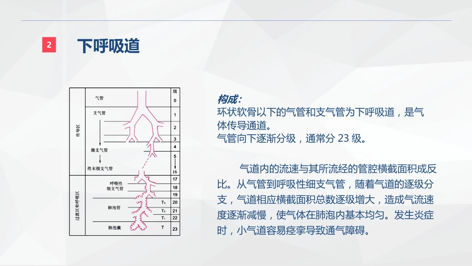 呼吸系统的结构功能与疾病关系_第7页