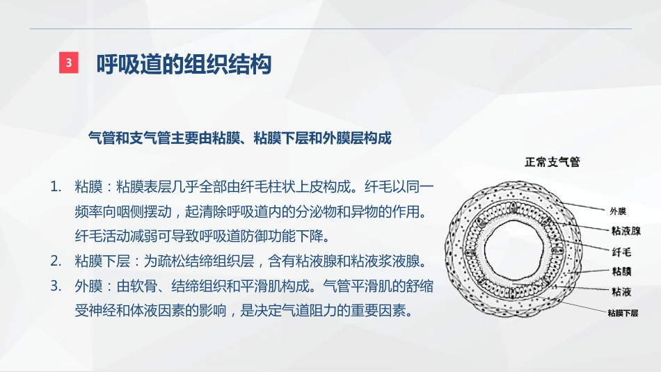 呼吸系统的结构功能与疾病关系_第8页