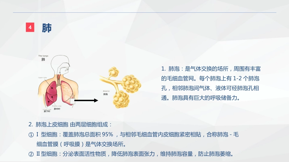 呼吸系统的结构功能与疾病关系_第9页