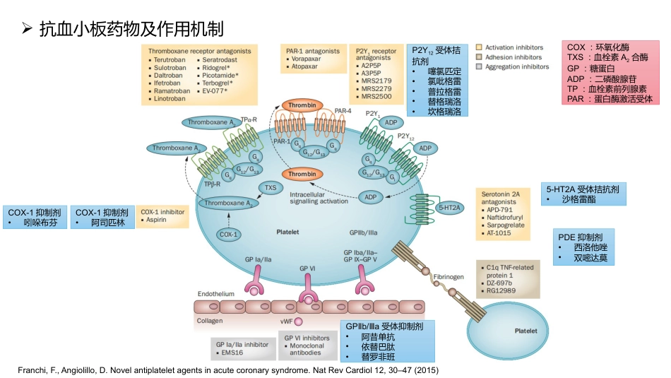 抗血小板药物_第4页