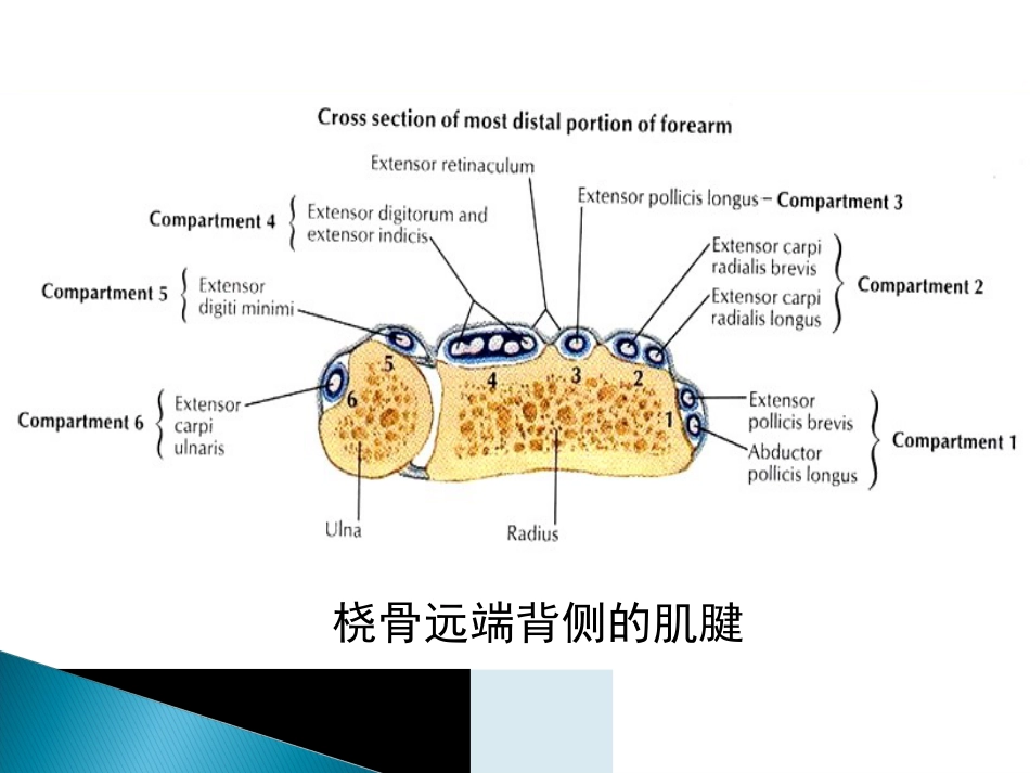 创伤中心：桡骨远端骨折课件_第13页