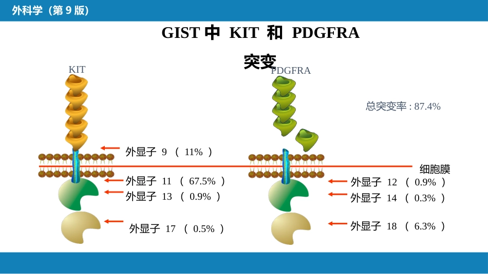 胃十二指肠疾病 第三节（二）胃肠道间质瘤_第11页