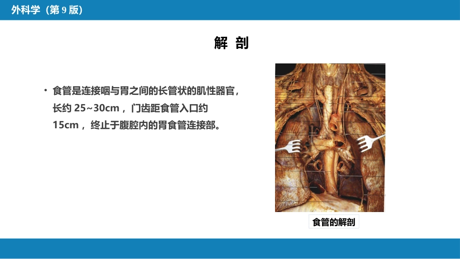 外科学：食管疾病_第5页