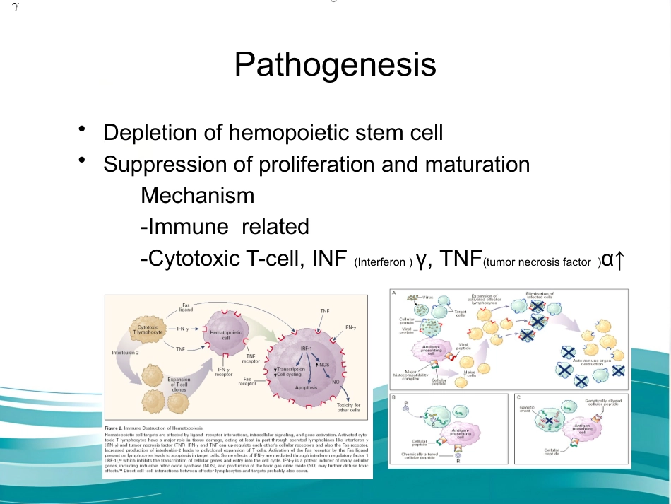 Aplastic anemia再生障碍性贫血-英文_第7页