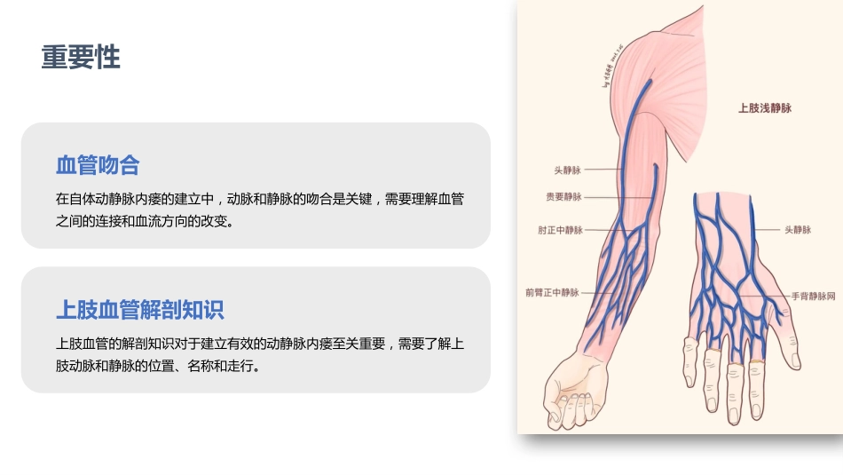 动静脉内瘘血管解剖及穿刺技巧_第3页