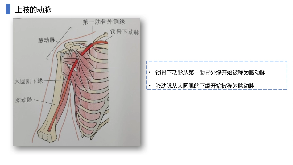 动静脉内瘘血管解剖及穿刺技巧_第5页