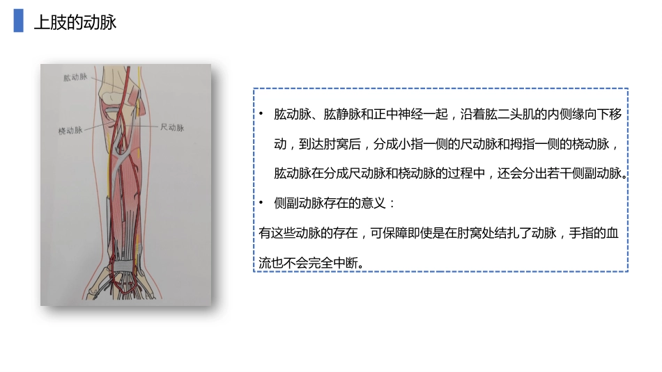 动静脉内瘘血管解剖及穿刺技巧_第6页