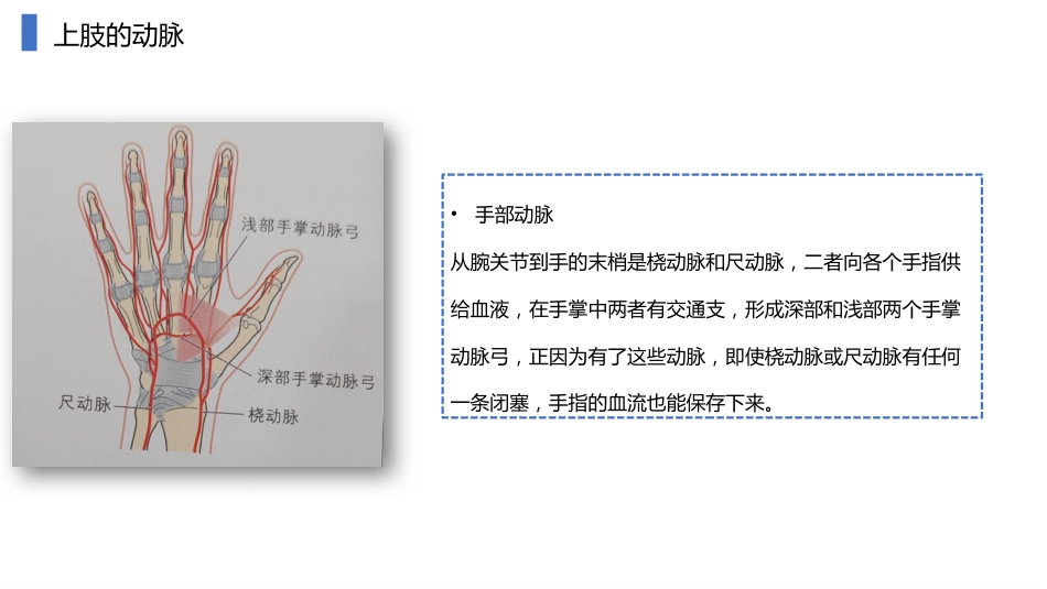动静脉内瘘血管解剖及穿刺技巧_第7页