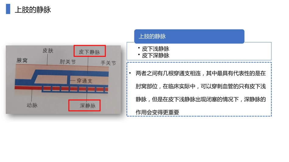 动静脉内瘘血管解剖及穿刺技巧_第8页