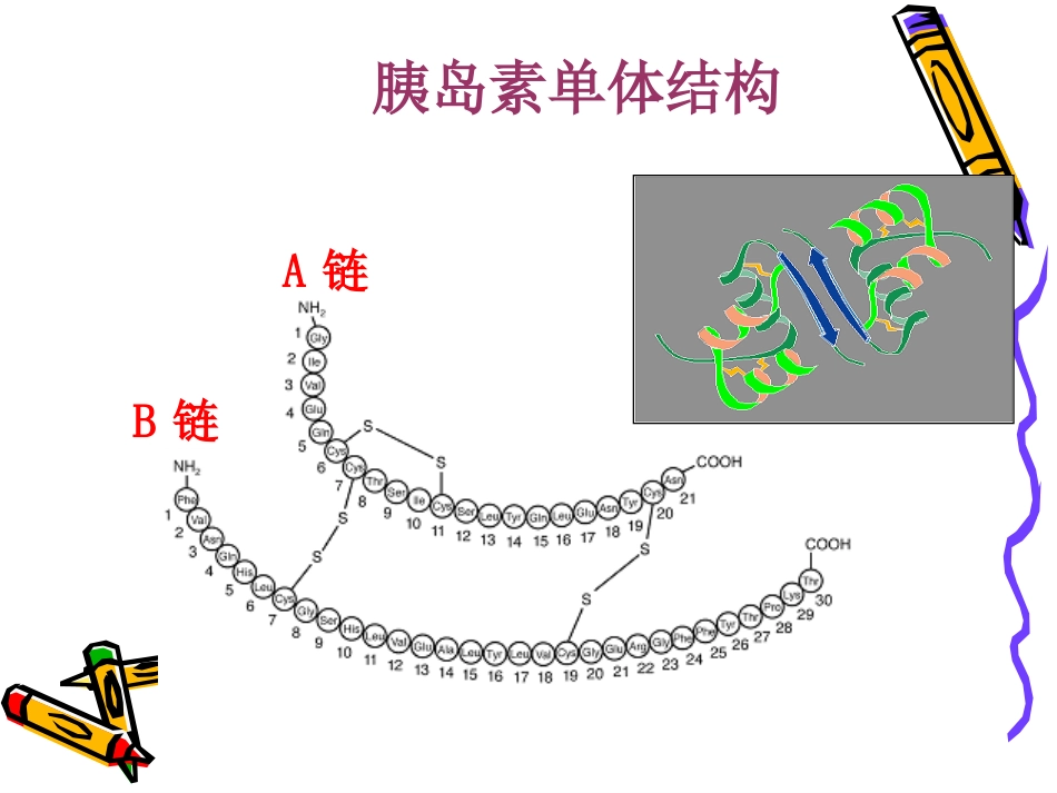 胰岛素的发展史_第9页