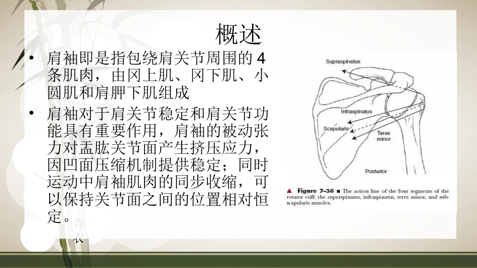 肩袖损伤术后的康复_第4页