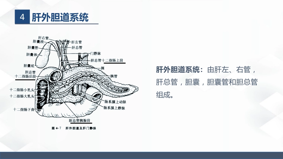肝胆胰的解剖结构_第10页