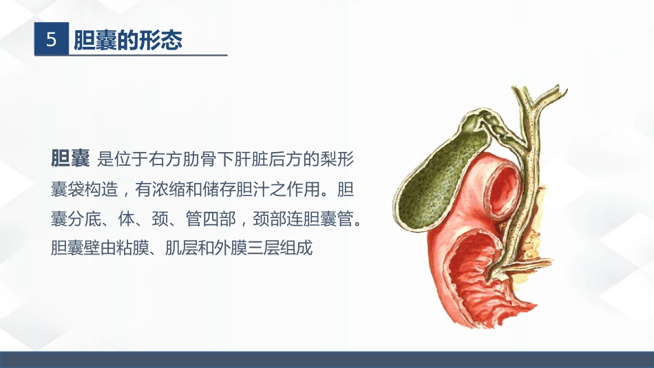 肝胆胰的解剖结构_第11页