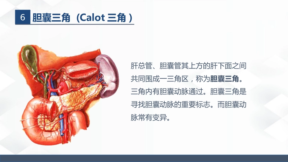 肝胆胰的解剖结构_第12页