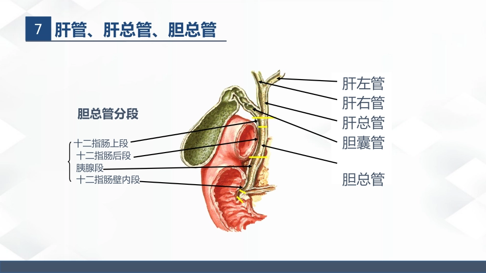 肝胆胰的解剖结构_第13页