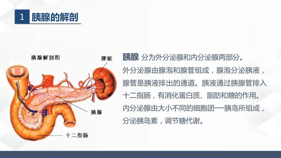 肝胆胰的解剖结构_第15页