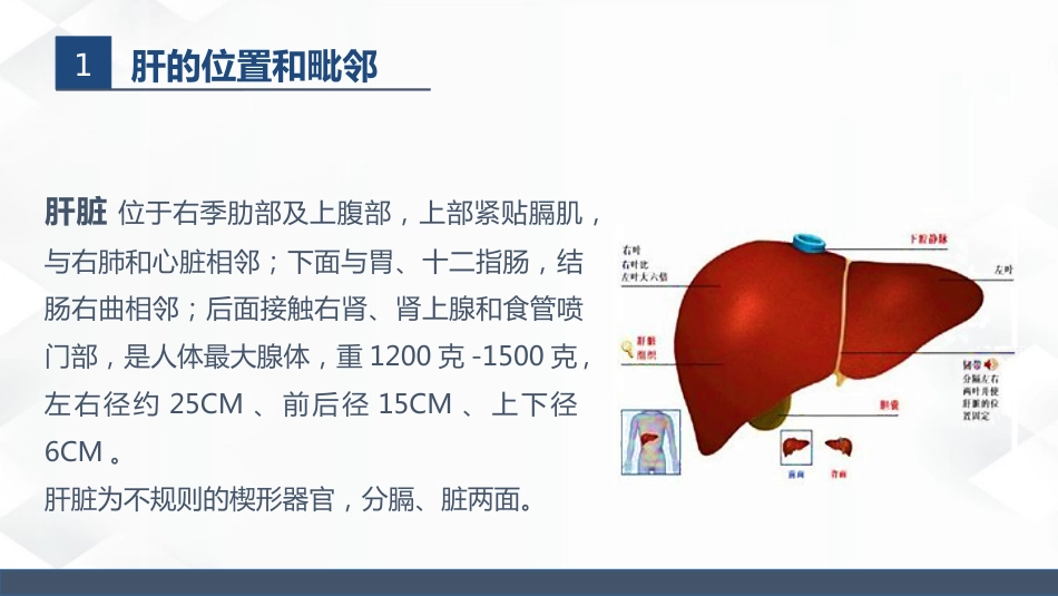 肝胆胰的解剖结构_第3页
