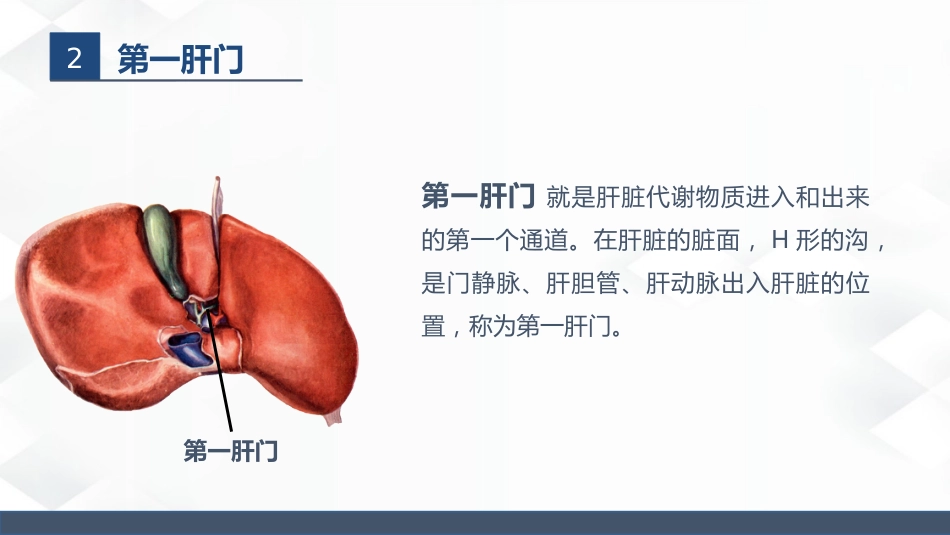 肝胆胰的解剖结构_第4页