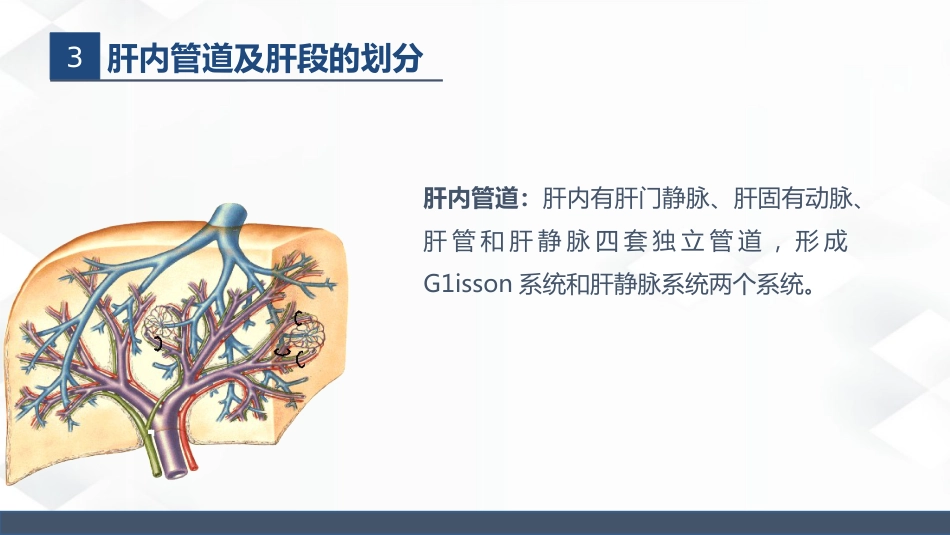 肝胆胰的解剖结构_第5页