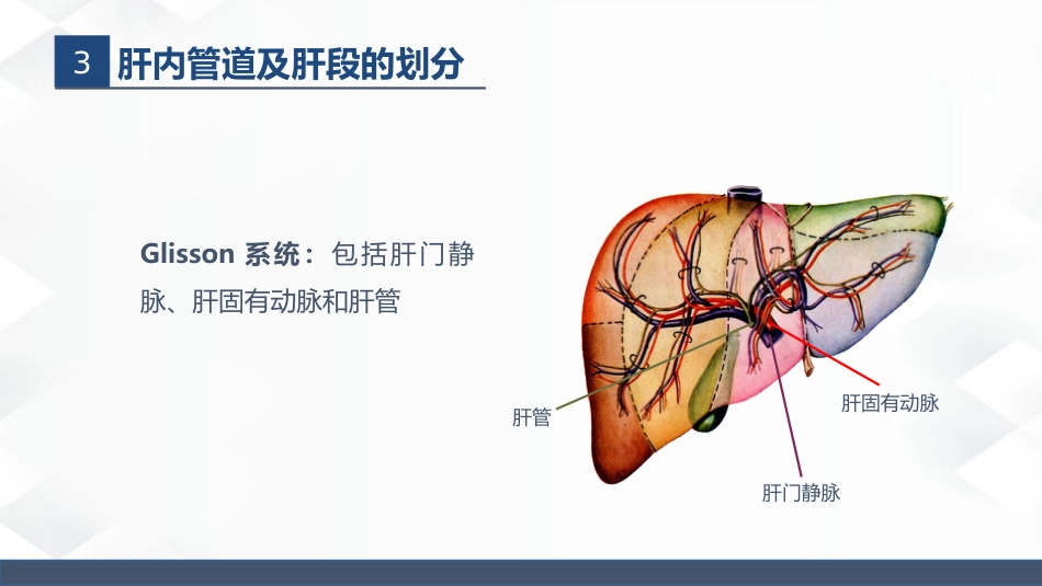 肝胆胰的解剖结构_第6页