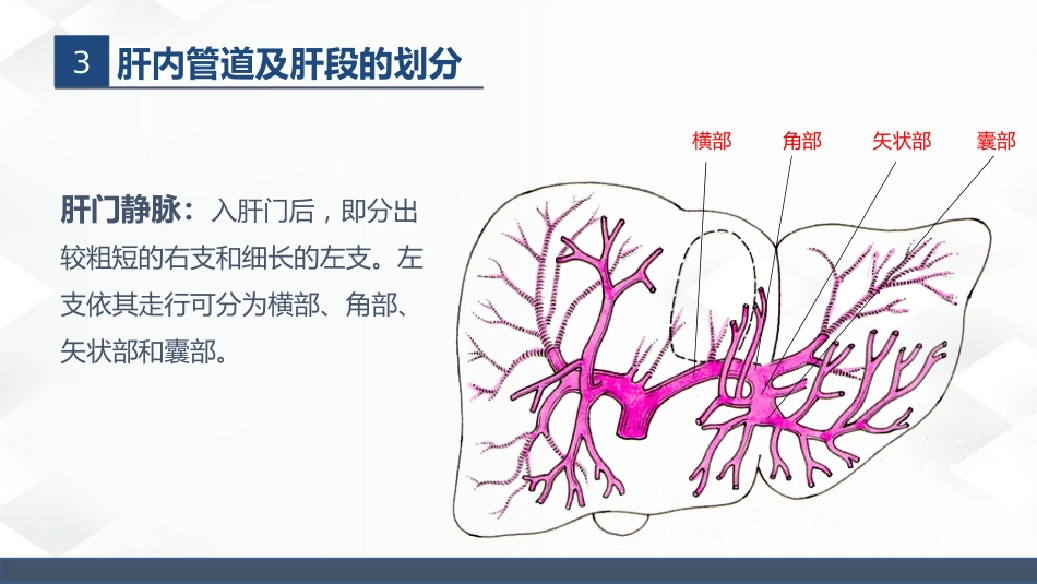 肝胆胰的解剖结构_第7页
