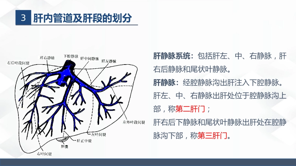 肝胆胰的解剖结构_第8页