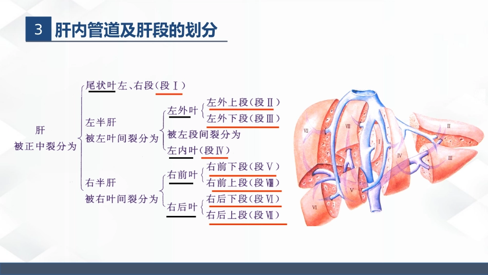 肝胆胰的解剖结构_第9页