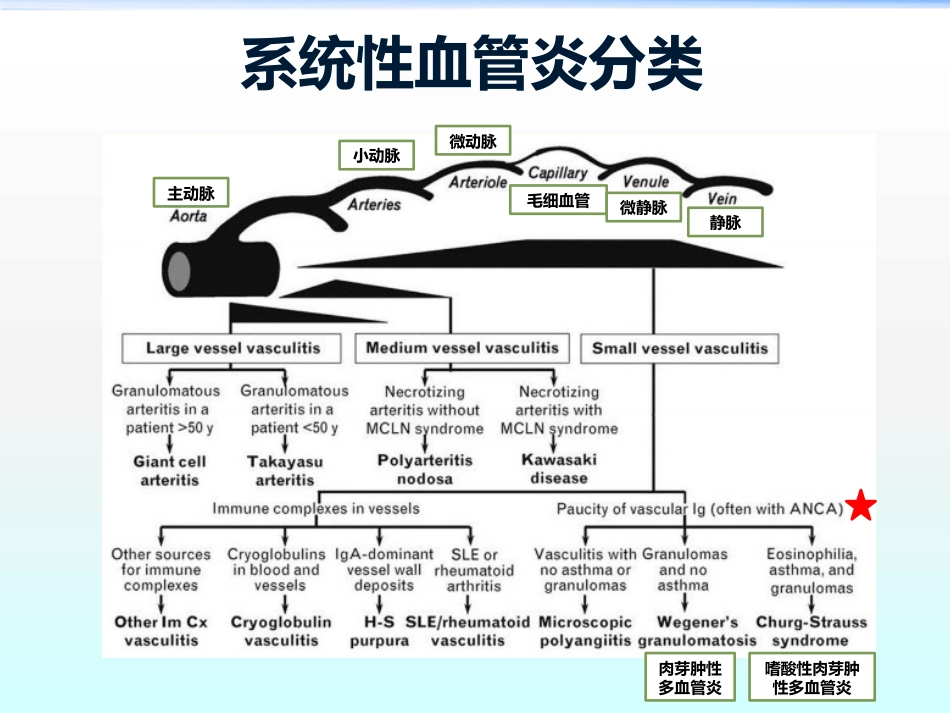 ANCA相关性血管炎ppt课件_第3页