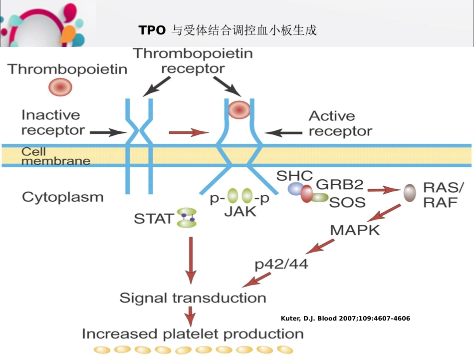 rhTPO用于白血病化疗后血小板减少的治疗OK_第13页