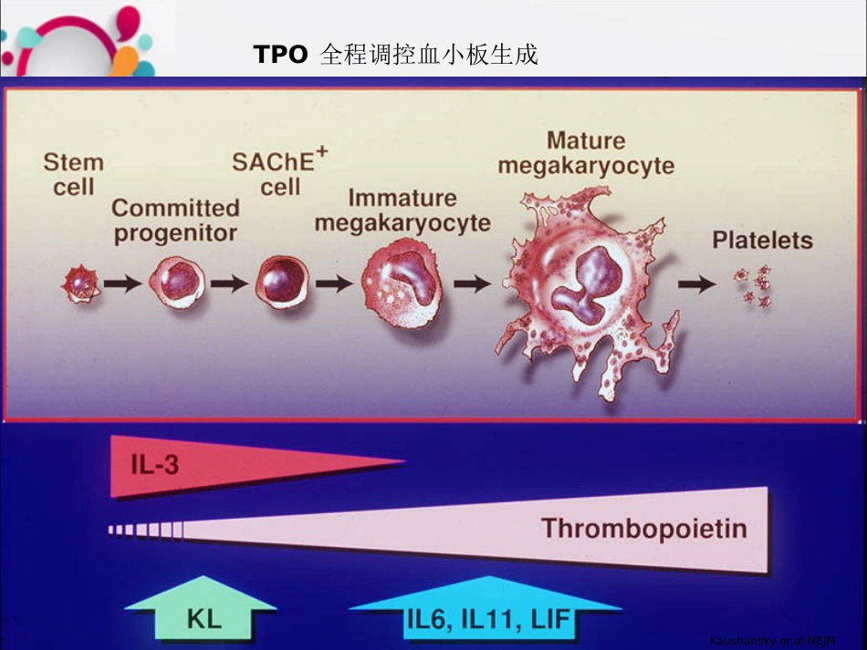 rhTPO用于白血病化疗后血小板减少的治疗OK_第14页