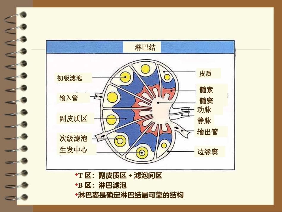 lymphoma淋巴瘤 ppt课件_第8页