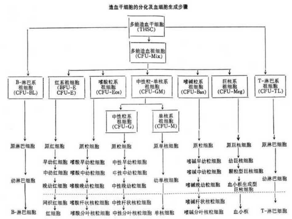 白血病_第4页
